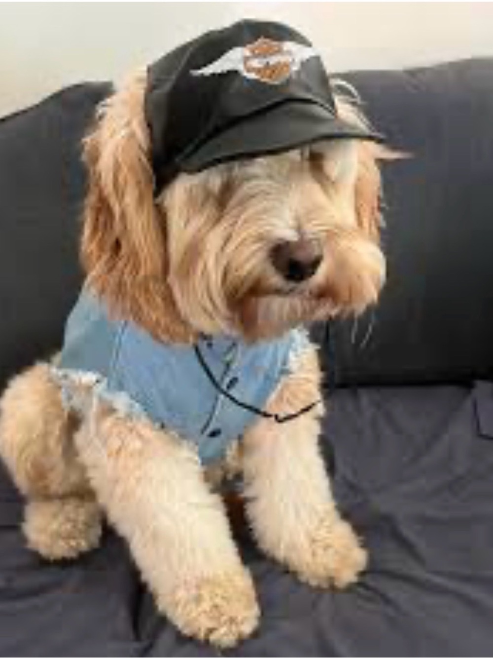 harley davidson hat for little dog
